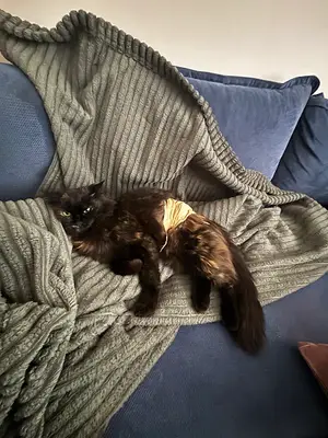 Petpati