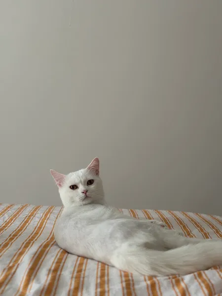 Petpati foto 2