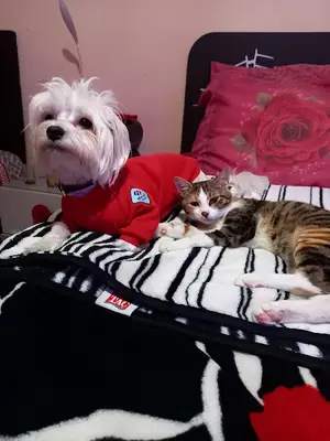 Dr Pet Veteriner Kliniği