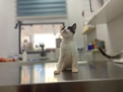 Monovet Veteriner Kliniği