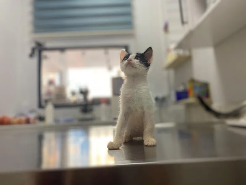 Monovet Veteriner Kliniği foto 1