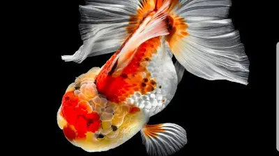 MARINE AKVARYUM SISTEMLERI