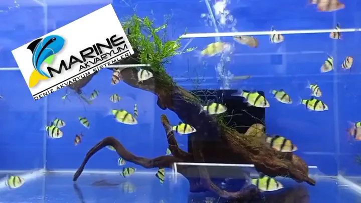 MARINE AKVARYUM SISTEMLERI foto 2