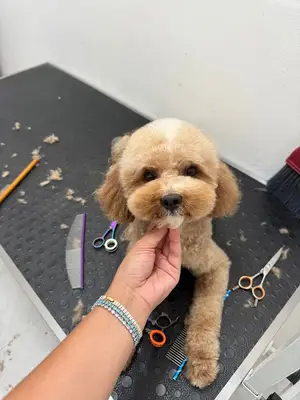 Cici Patiler Edirne Petshop & Pet Kuaför