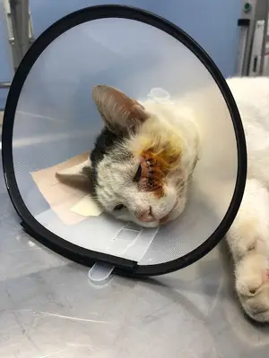 BOLU VET374 VETERİNER KLİNİĞİ
