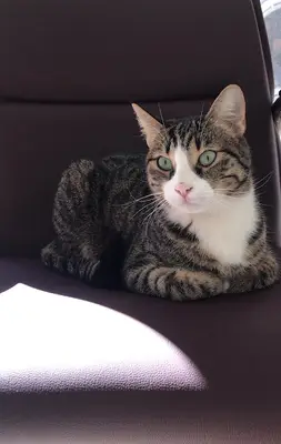 VETPLUS Veteriner Kliniği