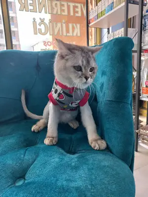 Özlem Veteriner Kliniği