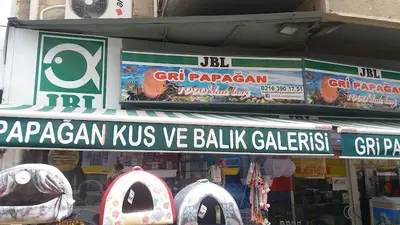 Gri Papağan
