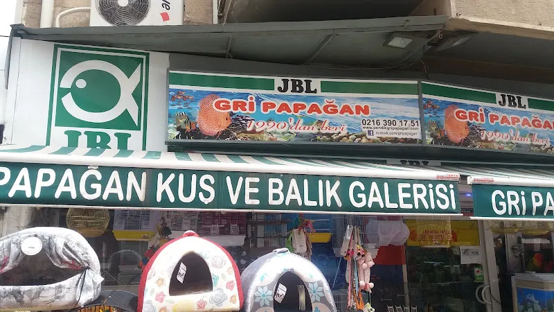 Gri Papağan foto 1