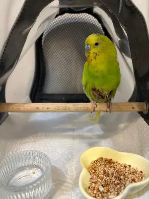 Küçükçekmece Pet ve Kuş Veteriner Kliniği