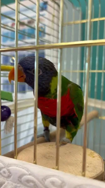 Küçükçekmece Pet ve Kuş Veteriner Kliniği foto 2