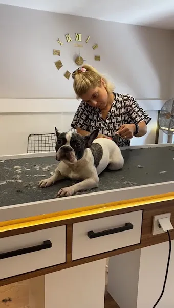 İstanbul Pet Center-PET SHOP foto 2