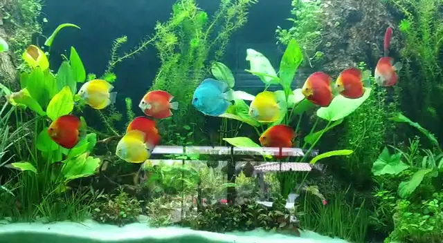 Emas Akvaryum Sistemleri foto 2