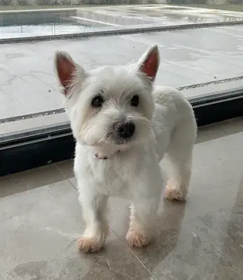Foks Pet Kuaför