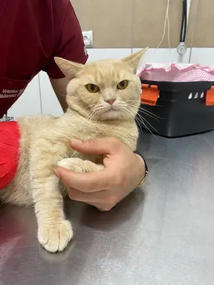 Çorum Petlife Veteriner Kliniği
