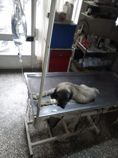 Uzman Veteriner Kliniği foto 2