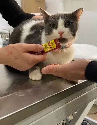 Güzelyalı Veteriner Kliniği
