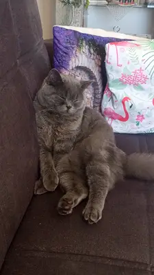 Odunpazarı Veteriner Kliniği