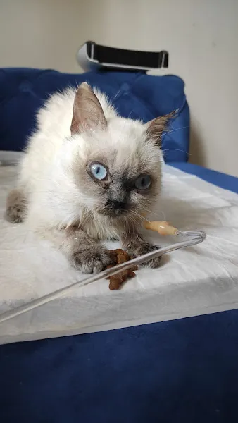 Yüksel Vet Pet + Plus Veteriner Kliniği foto 2