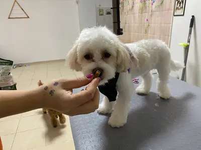 Tini Mini Pet