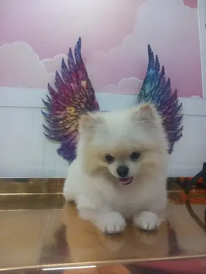 My Little Pet Shop & Kuafor