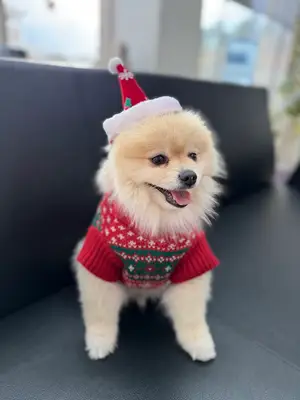 Patiho Pet Grooming&Pet shop