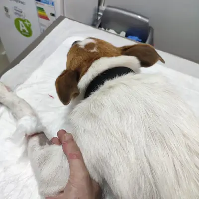 Alfa Veteriner Kliniği - Tekirdağ
