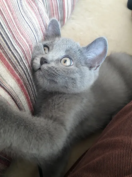 Animal Veteriner Sağlık Merkezi foto 2