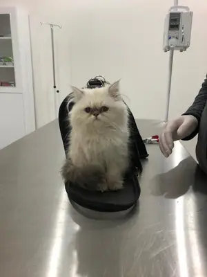 Yaşam Veteriner Kliniği - Lise