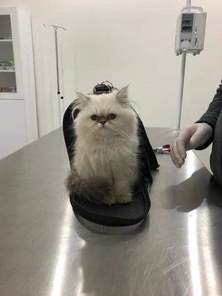 Yaşam Veteriner Kliniği - Lise foto 1