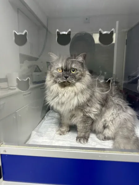 Azra Veteriner Kliniği Karamürsel foto 2