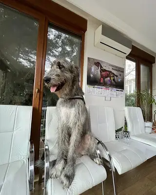 Vetopia Veteriner Kliniği