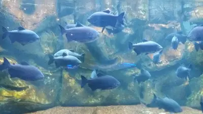 Dünya Akvaryum pet shop