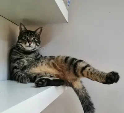 Derya Veteriner Kliniği Pet Kuaför