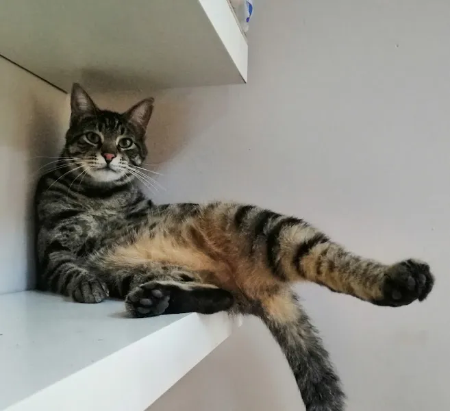 Derya Veteriner Kliniği Pet Kuaför foto 1