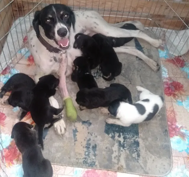 Derya Veteriner Kliniği Pet Kuaför foto 2