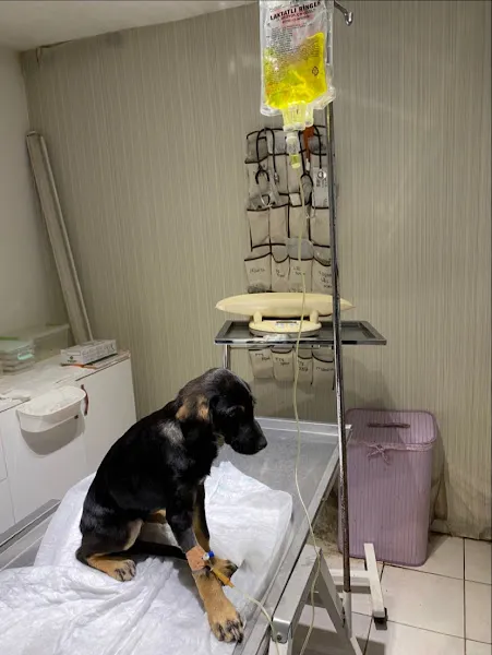 Çınar Veteriner Kliniği foto 2