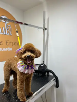 Hanife Erçen Pet Kuaför