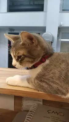 Olimpos Veteriner Kliniği