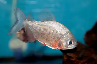 ONURLU PET AKVARYUM