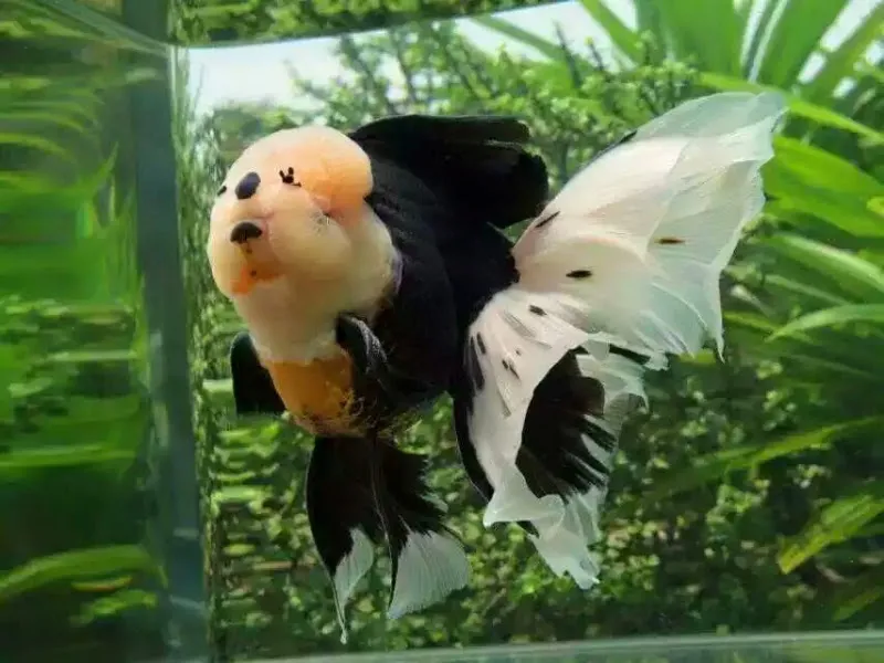 ONURLU PET AKVARYUM foto 2