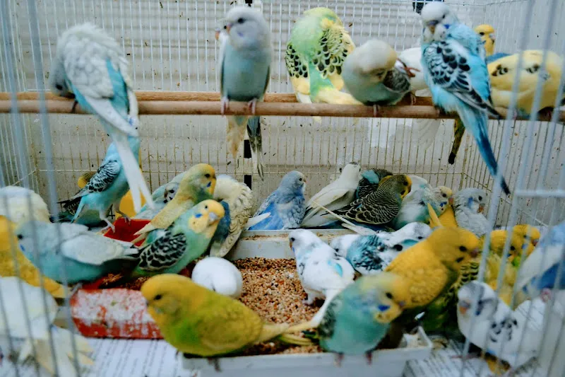 Batıkent Petshop Aquarium foto 2