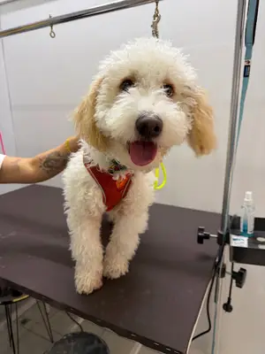 Kapii Pet Grooming
