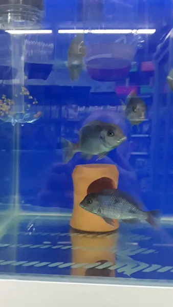 Mimaroba petshop & Av malzemeleri foto 2