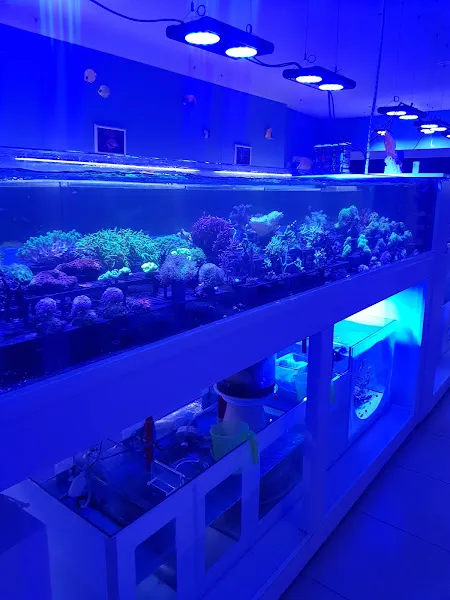 Aqua Blue foto 2