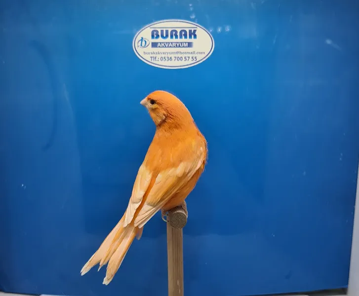 Burak Akvaryum Petshop foto 2