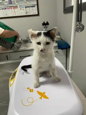 Vetpoint Veteriner Kliniği