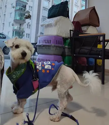 Patiopia Veteriner Kliniği