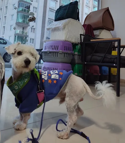 Patiopia Veteriner Kliniği foto 1