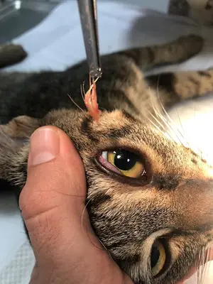Nişantaşı Veteriner Polikliniği